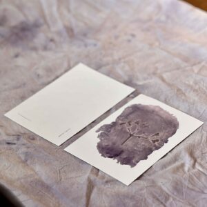 Heermoes, Boterbloem & Vrouwenmantel